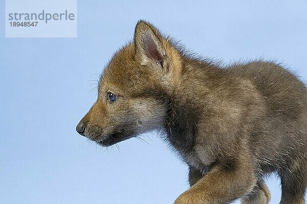 Eurasischer Wolf (Canis lupus lupus)  Tierportrait  seitlich  Welpe  Jungtier  juvenil  captive  3.5 Wochen  Studioaufnahme  Hintergrund blau