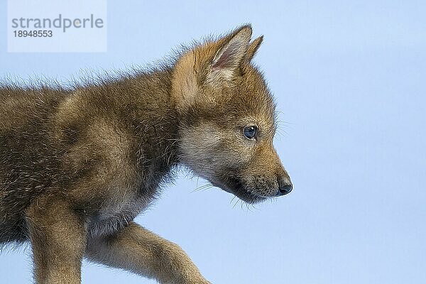 Eurasischer Wolf (Canis lupus lupus)  Tierportrait  Welpe  Jungtier  juvenil  captive  3.5 Wochen  Studioaufnahme  Hintergrund blau