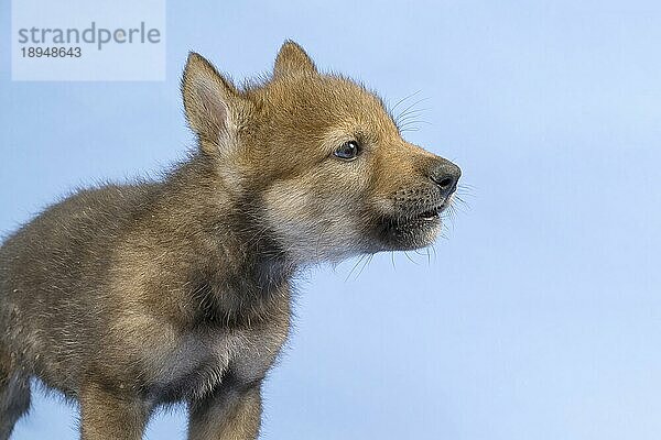 Eurasischer Wolf (Canis lupus lupus)  Tierportrait  heult  Welpe  Jungtier  juvenil  captive  3.5 Wochen  Studioaufnahme  Hintergrund blau