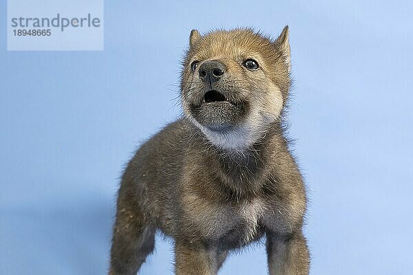 Eurasischer Wolf (Canis lupus lupus)  Tierportrait  heult  Welpe  Jungtier  juvenil  captive  3.5 Wochen  Studioaufnahme  Hintergrund blau