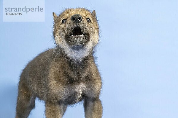 Eurasischer Wolf (Canis lupus lupus)  Tierportrait  heult  Welpe  Jungtier  juvenil  captive  3.5 Wochen  Studioaufnahme  Hintergrund blau