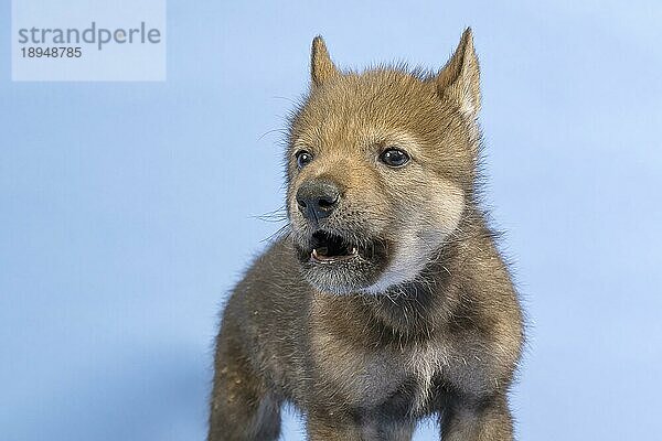 Eurasischer Wolf (Canis lupus lupus)  Tierportrait  heult  Welpe  Jungtier  juvenil  captive  3.5 Wochen  Studioaufnahme  Hintergrund blau