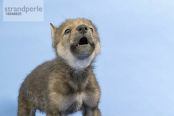 Eurasischer Wolf (Canis lupus lupus)  Tierportrait  heult  Welpe  Jungtier  juvenil  captive  3.5 Wochen  Studioaufnahme  Hintergrund blau