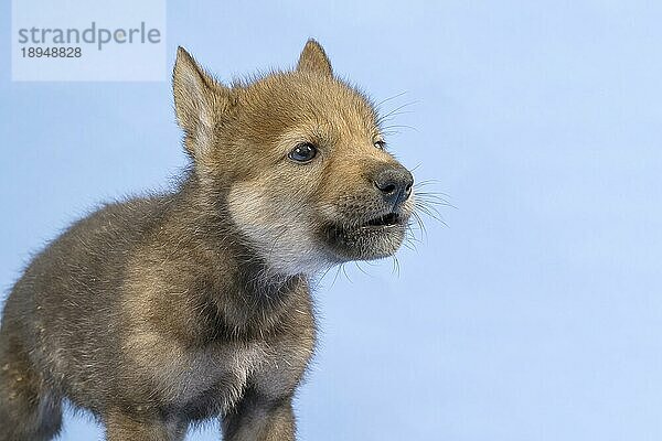 Eurasischer Wolf (Canis lupus lupus)  Tierportrait  heult  Welpe  Jungtier  juvenil  captive  3.5 Wochen  Studioaufnahme  Hintergrund blau