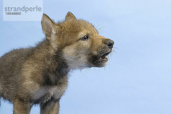 Eurasischer Wolf (Canis lupus lupus)  Tierportrait  heult  Welpe  Jungtier  juvenil  captive  3.5 Wochen  Studioaufnahme  Hintergrund blau