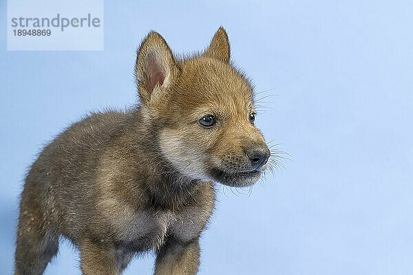 Eurasischer Wolf (Canis lupus lupus)  Tierportrait  heult  Welpe  Jungtier  juvenil  captive  3.5 Wochen  Studioaufnahme  Hintergrund blau