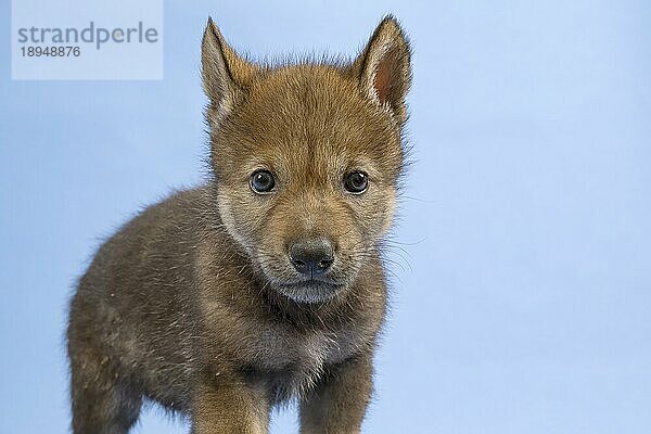 Eurasischer Wolf (Canis lupus lupus)  Tierportrait  Blickkontakt  Welpe  Jungtier  juvenil  captive  3.5 Wochen  Studioaufnahme  Hintergrund blau