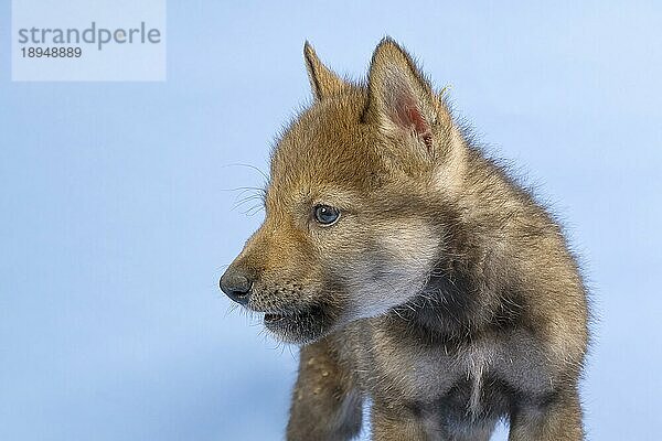 Eurasischer Wolf (Canis lupus lupus)  Tierportrait  seitlich  Welpe  Jungtier  juvenil  captive  3.5 Wochen  Studioaufnahme  Hintergrund blau