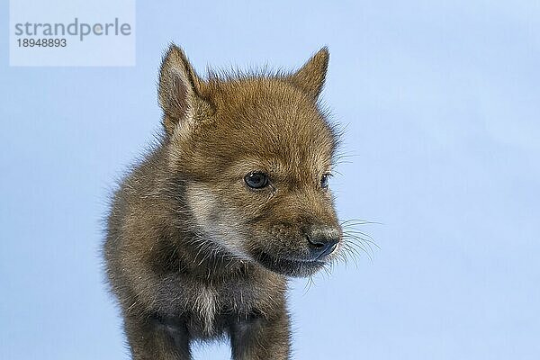 Eurasischer Wolf (Canis lupus lupus)  Tierportrait  Welpe  Jungtier  juvenil  captive  3.5 Wochen  Studioaufnahme  Hintergrund blau