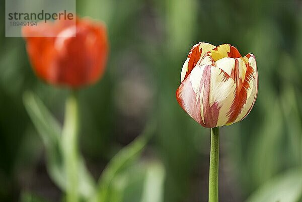 Eine zarte rote und weiße Tulpe unter der warmen Frühlingssonne