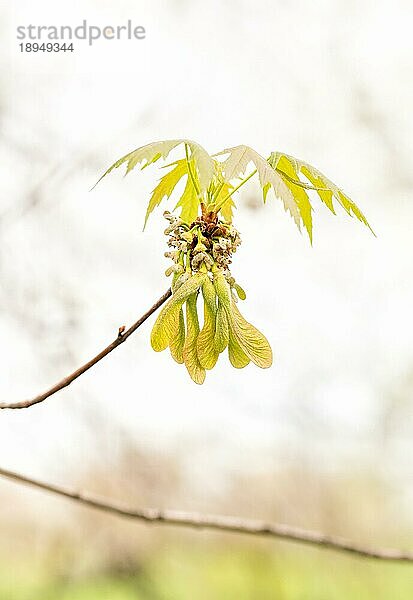 Nahaufnahme von Ahornblättern und Früchten (Samara) in der milden Frühlingssonne
