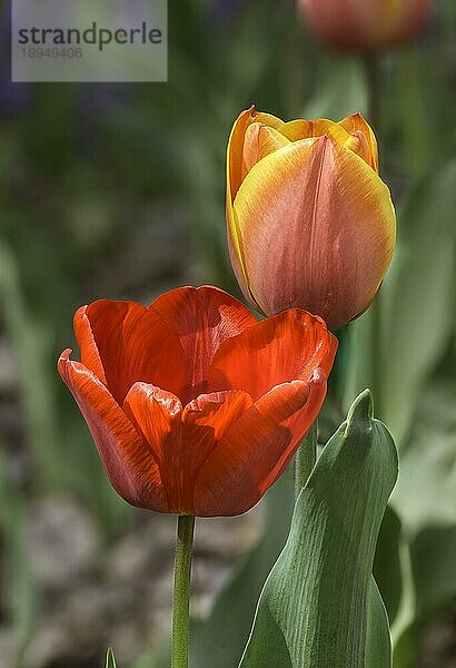 Zarte rote und orangefarbene Tulpen unter der warmen Frühlingssonne