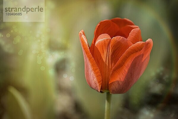 Eine zarte rote Tulpe in einer magischen Atmosphäre unter der warmen Frühlingssonne