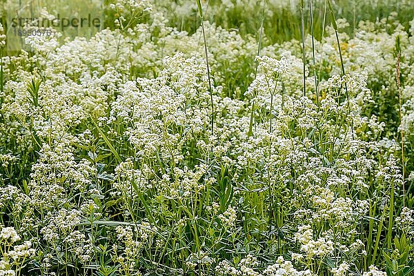 Die Blüten von Galium boreale  auch bekannt als nördliches Labkraut  auf einer Wiese in der warmen Frühlingssonne