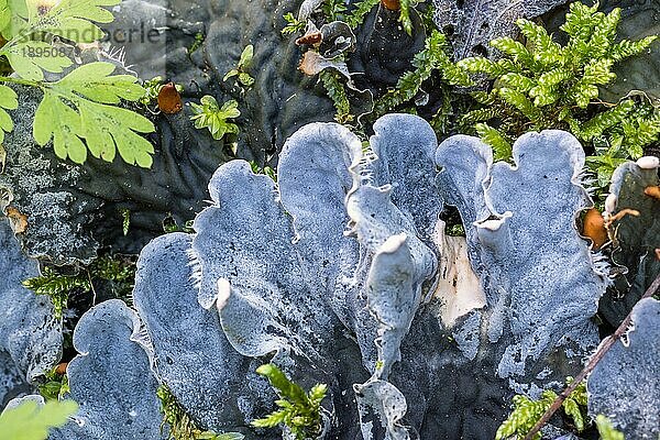 Peltigera eine Flechte in der Familie (Peltigeraceae)  Schweden  Europa