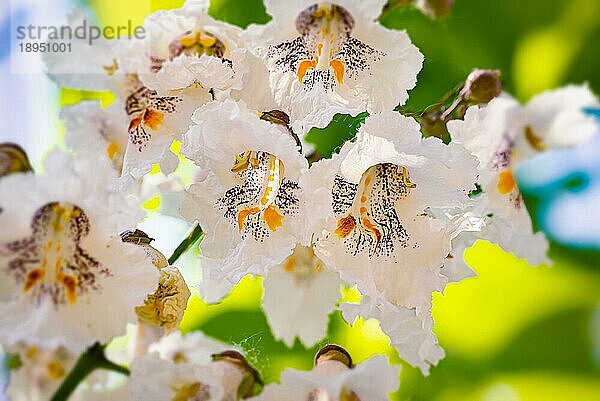 Makroaufnahme von Blüten im Gegenlicht  auch bekannt als Gewöhnlicher Trompetenbaum (Catalpa bignonioides)  Zigarrenbaum und Indischer Bohnenbaum