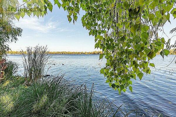 Pappelbäume mit gelben und grünen Blättern in der Nähe des Flusses Dnjepr in Kiew  Ukraine  zu Beginn des Herbstes  mit einem leicht bewölkten Himmel. Selektiver Fokus  Europa