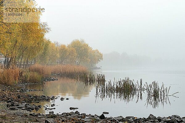 Schilf und Bäume in der Nähe des Flusses Dnjepr in Kiew  Ukraine. Ein sanfter Herbstmorgen  Nebel über dem kalten und ruhigen Wasser. Die Landschaft verschwindet in der Ferne