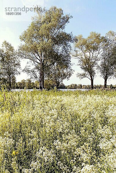 Die Blüten von Galium boreale  auch bekannt als nördliches Labkraut  auf einer Wiese in der warmen Frühlingssonne