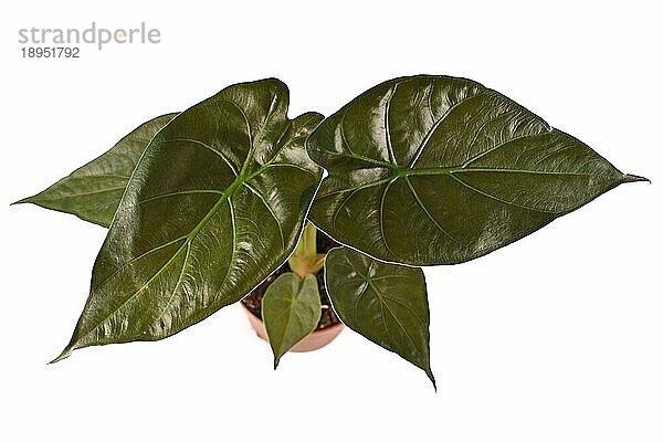 Draufsicht auf die exotische Zimmerpflanze 'Alocasia Wentii' mit dunkelgrünen Blättern im Blumentopf vor weißem Hintergrund