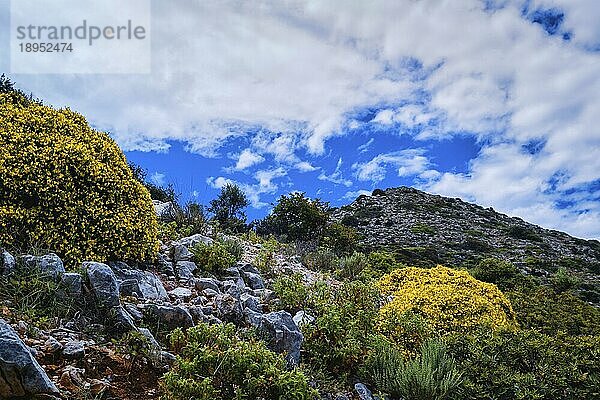 Typische schöne Landschaft der Insel Kreta  Griechenland. Frisches Frühlingslaub  blühende Blumen. Blauer Himmel  Hügel und Berge. Selektiver Fokus