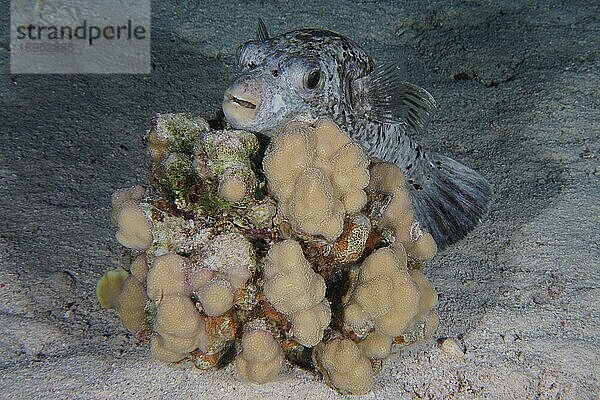 Ein Masken-Kugelfisch (Arothron diadematus) sucht bei Nacht Schutz hinter einer Steinkoralle (Acropora)  Tauchplatz Fury Shoals Riff  Rotes Meer  Ägypten  Afrika
