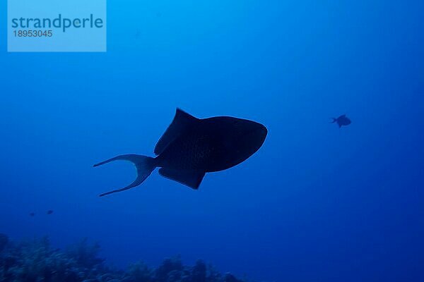 Silhouette von Rotzahn-Drückerfisch (Odonus niger)  Tauchplatz Hausriff Mangrove Bay  El Quesir  Ägypten  Rotes Meer  Afrika