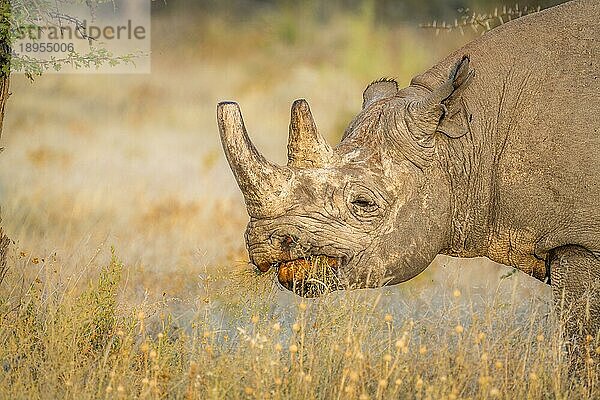 Spitzmaulnashorn (Diceros bicornis)  Hakenlippennashorn  Nahaufnahme des Kopfes des Tieres von der Seite  Gesicht fressend. Selektiver Fokus. Etosha Nationalpark  Namibia  Afrika