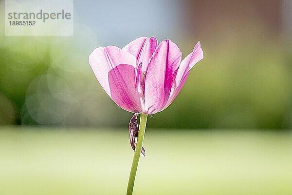 Einzelne rosa Tulpe in einem Garten mit Bokeh Lichter im Hintergrund