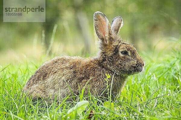 Brown Osterhase im frischen grünen Gras im Frühjahr mit Bokeh Lichter im Hintergrund