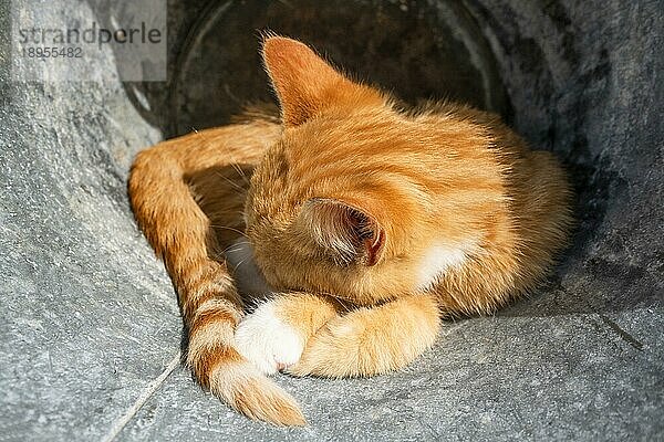 Kätzchen in orange Farbe schlafen im Freien in einem Metallfass im Sommer