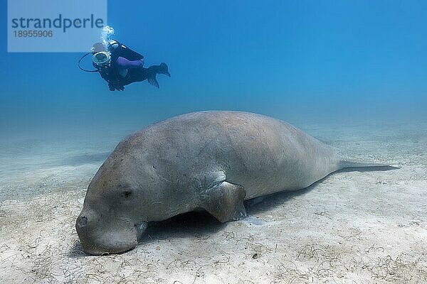 Taucher  Taucherin beobachtet auf Sandgrund  Seegraswiese  erwachsen  adult  schlafend  ruhend Gabelschwanzseekuh (Dugong dugon) auch Dugong  Great Barrier Reef  Großes Barriere Riff  Korallenmeer  UNESCO Weltnaturerbe  Queensland  Cairns  Australien  Pazifik  Ozeanien