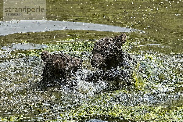 Braunbär (Ursus arctos) haben Spaß  kämpfen im Wasser eines Teiches