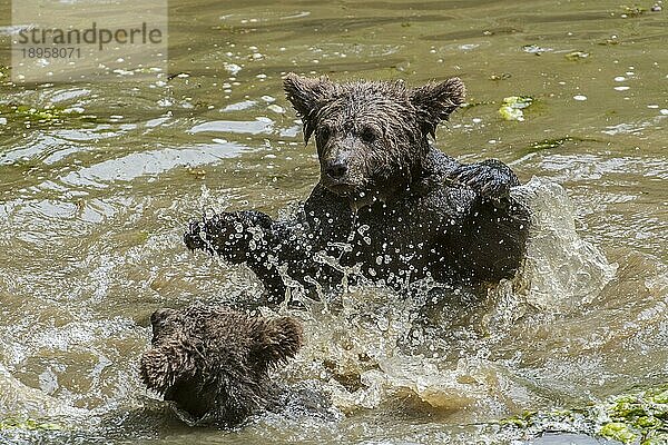 Braunbär (Ursus arctos) haben Spaß  kämpfen im Wasser eines Teiches