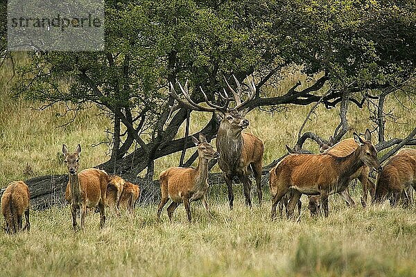 Rothirsch (cervus elaphus)  Hirsche und Weibchen  Schweden  Europa