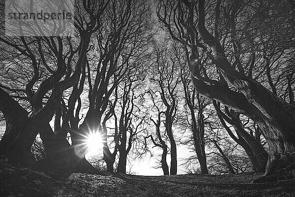 Spooky Wald in schwarz und weiß mit gruseligen Baum Silhouetten in den Sonnenaufgang