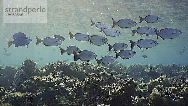 Schule Fische unter Wasser Sonne Strahlen und Sonnenschein beruhigend und entspannend Ozean Landschaft Hintergründe. Schwarm von jungen Brassy Chub (Kyphosus vaigiensis) schwimmt in Sonnenstrahlen am Morgen  Rotes Meer  Ägypten  Afrika