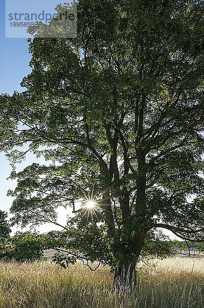 Bergahorn (Acer pseudoplatanus)  Solitärbaum  im Gegenlicht mit Sonnenstern  Thüringen  Deutschland  Europa