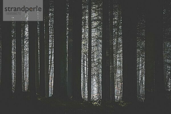 Dunkler Wald mit einer Lichtung  die von der Sonne aufgehellt wird  mit Baumsilhouetten im Vordergrund