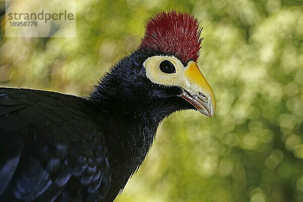 Ross's Turaco  musophaga rossae  Portrait eines Erwachsenen mit schönen Farben