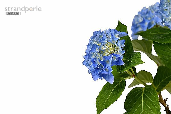 Blaue Blüten der Pflanze 'Hydrangea' auf weißem Hintergrund mit Leerzeichen