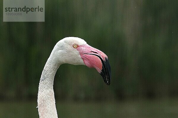 Rosaflamingo (phoenicopterus ruber roseus)  Porträt eines Erwachsenen  Camargue im Südosten Frankreichs