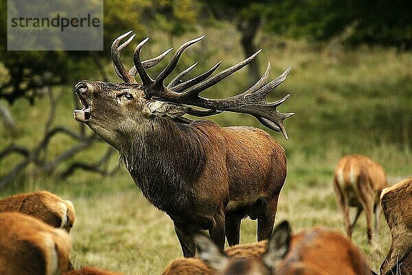 Rothirsch (cervus elaphus)  röhrender Hirsch während der Brunftzeit  Schweden  Europa