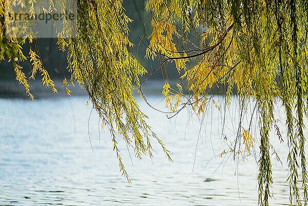 Trauerweidenzweige in der Nähe des Sees werden im Herbst vom Wind bewegt