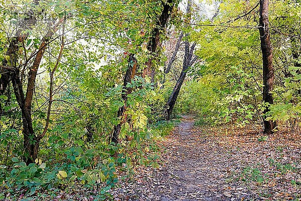 Herbstlicher Waldweg zwischen Ahorn und Pappelbäumen an einem sonnigen Tag