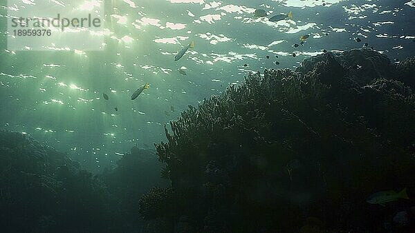 Silhouetten von tropischen Fischen schwimmt neben Korallenriff auf Oberfläche Wasser und untergehende Sonne Hintergrund  Gegenlicht (Contre jour) . Leben am Korallenriff bei Sonnenuntergang  Rotes Meer  Ägypten  Afrika