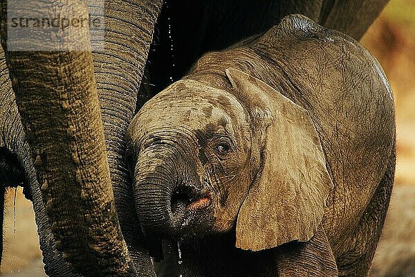 Afrikanischer Elefant (loxodonta africana)  trinkendes Kalb und erwachsener Elefant  in der Nähe des Chobeflusses Botswana
