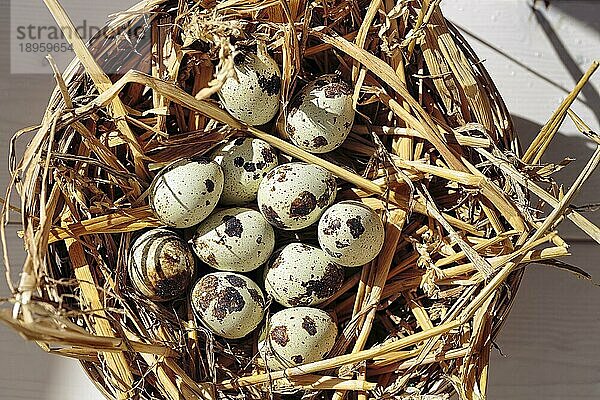 Elf Wachteleier  Eier von der Wachtel (Coturnix coturnix) im Osternest aus Stroh  natürliche Dekoration