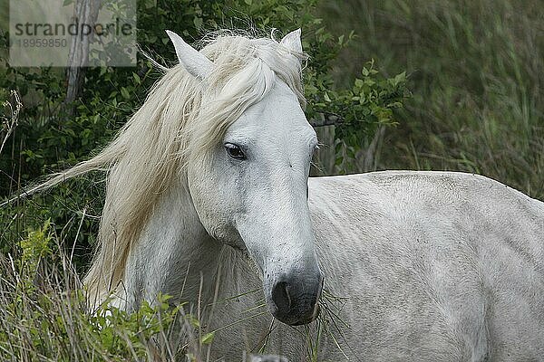 Camarguepferd Erwachsene fressen Gras  Saintes Marie de la Mer in Südfrankreich