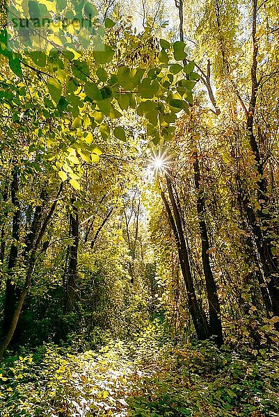 Unentwirrbarer und üppiger gelber Herbstwald an einem sonnigen Tag